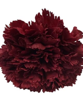 FLOR CLAVEL