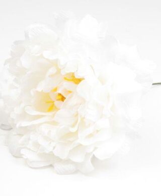 FLOR PEONIA FAIR