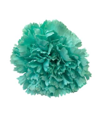 FLOR CLAVEL