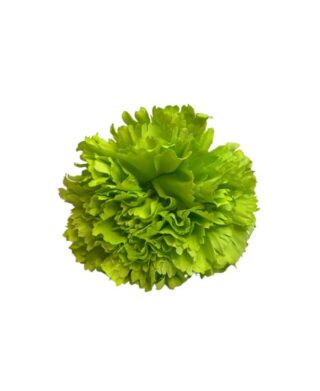 FLOR CLAVEL