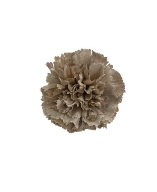 FLOR CLAVEL